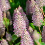 Close-up of pink clary flowers with green leaves