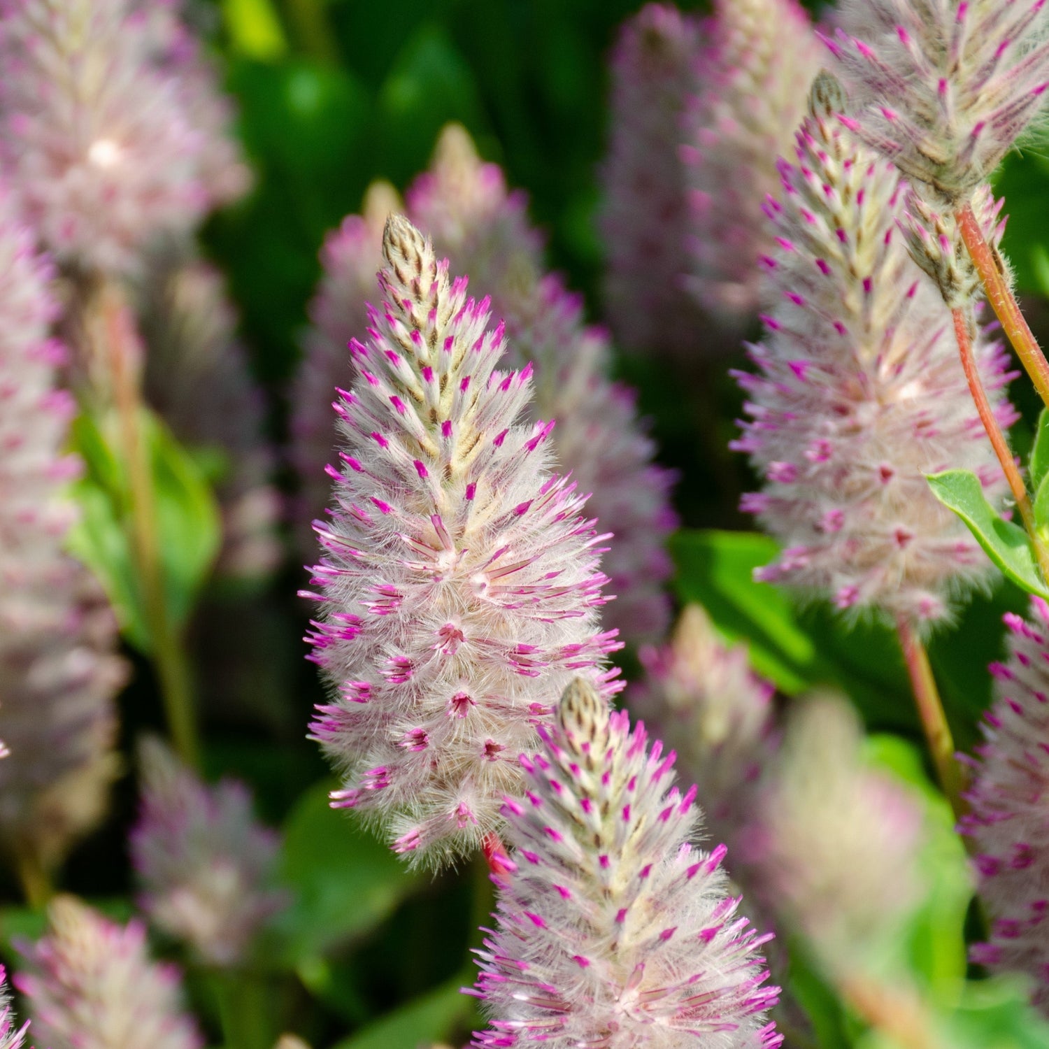 Close-up of pink clary flowers with green leaves
