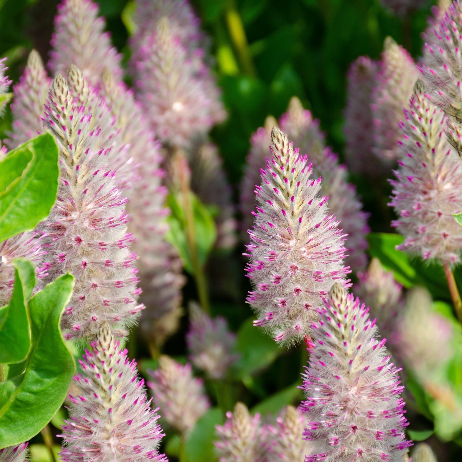 Close-up of pink clary flowers with green leaves
