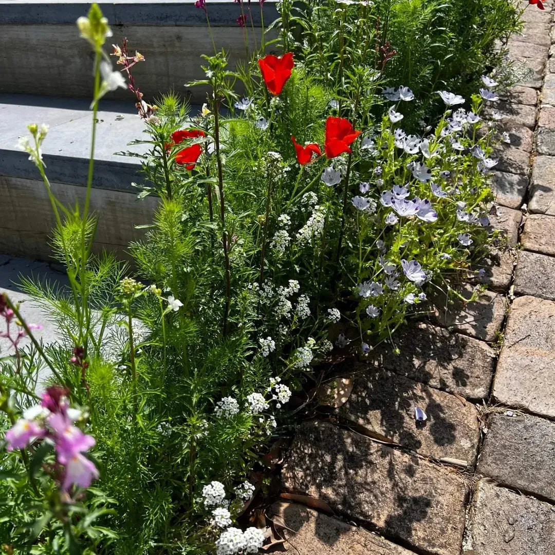 Floral garden with red flowers and white flowers on a stone path