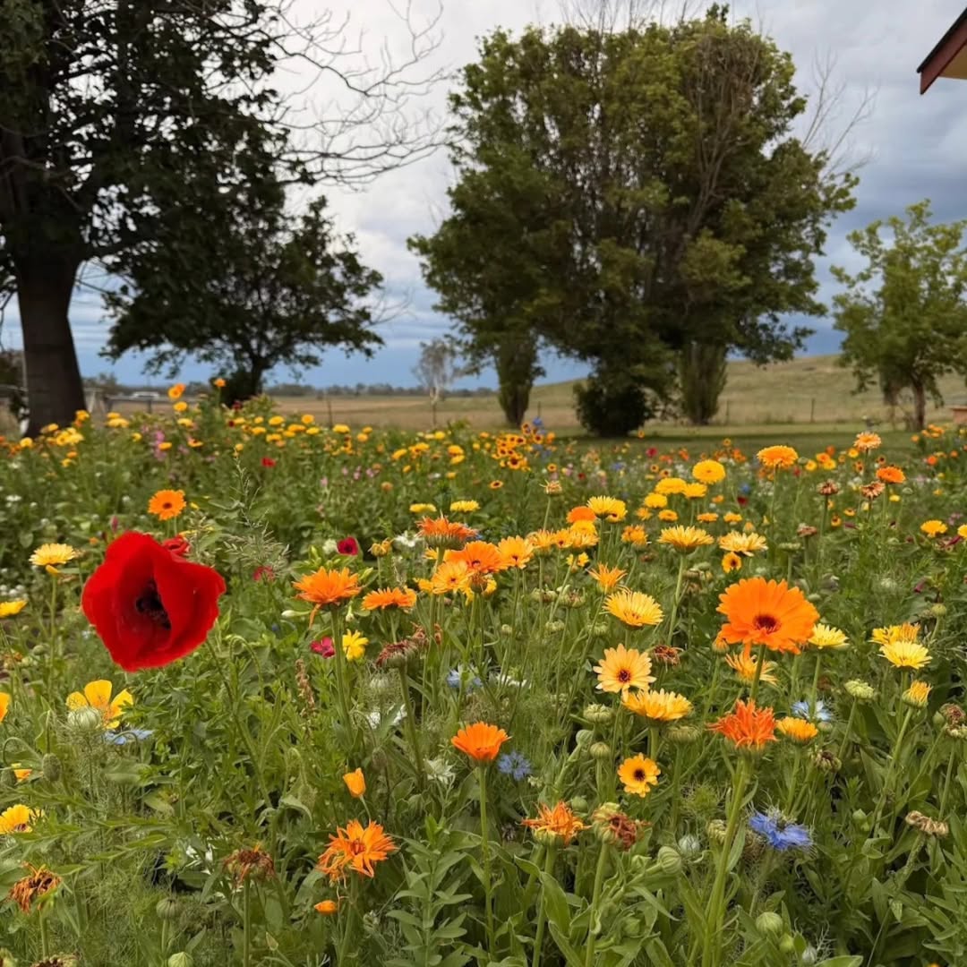 Beginner’s Mini Wildflower Meadow Kit