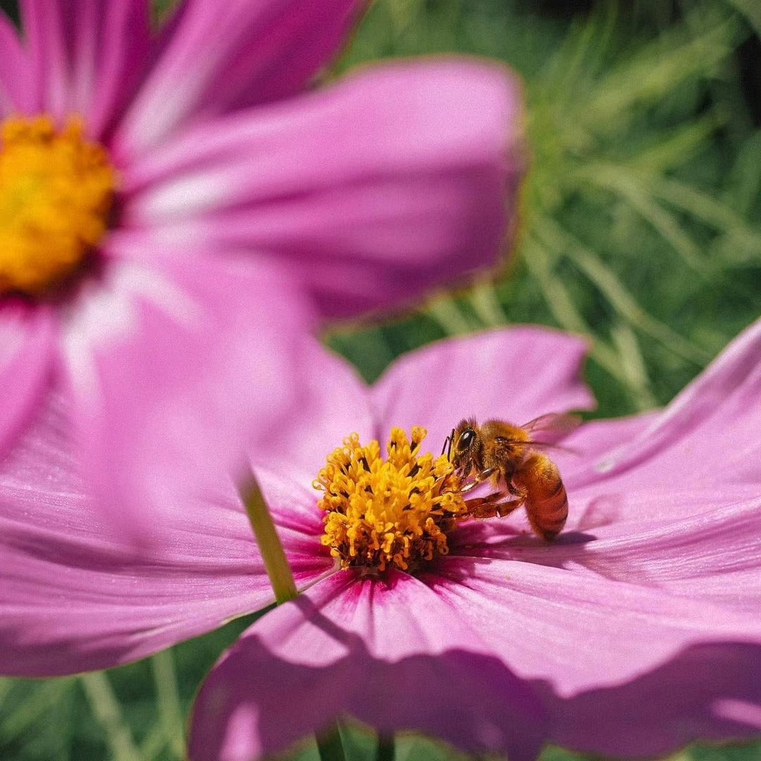 Bees on a pink flower with a blurred green background