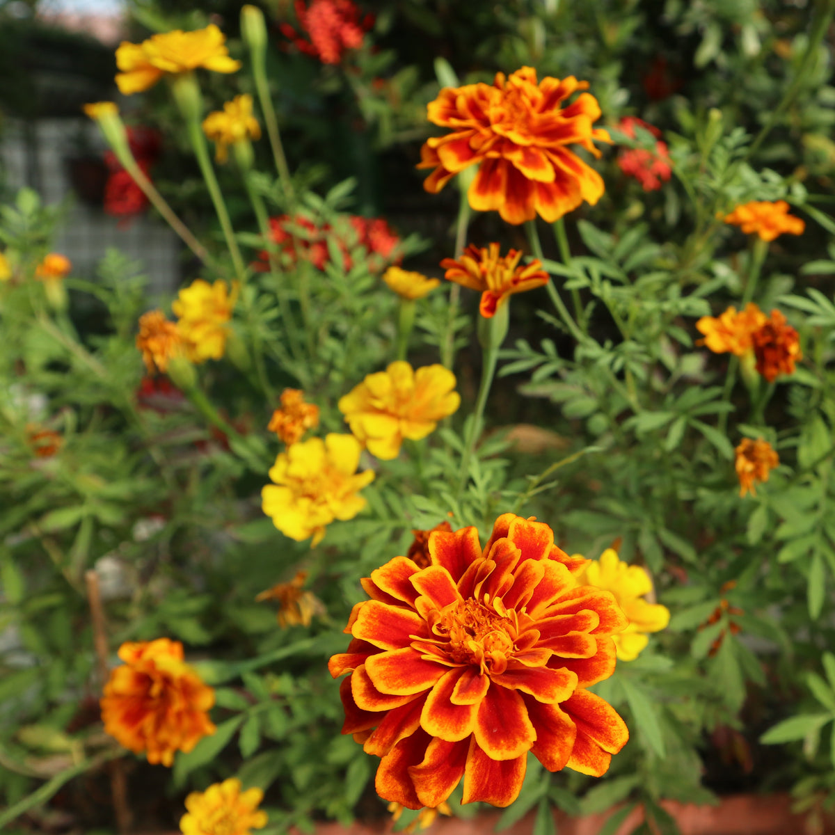 Colourful french marigold 