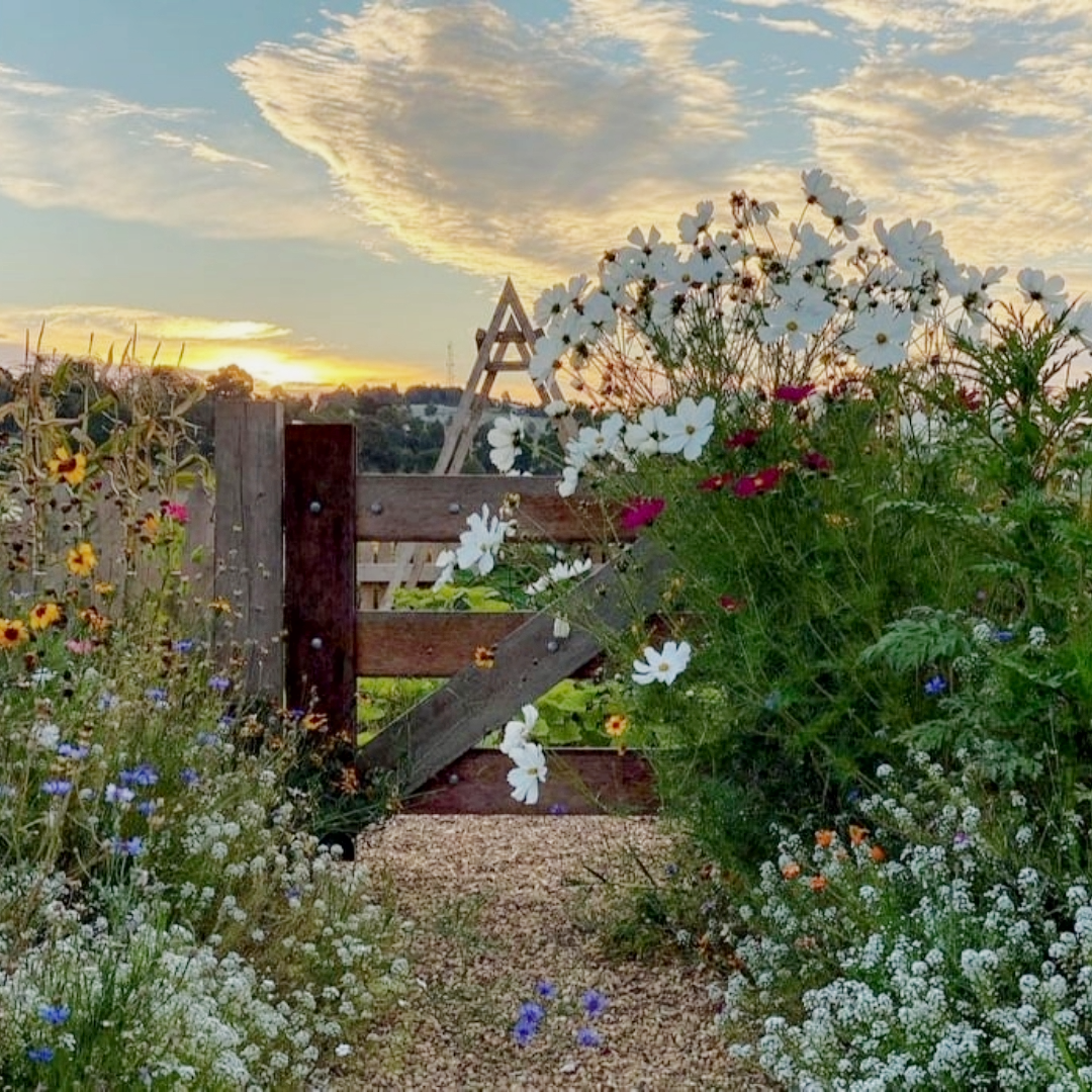 Meadow flowers surrounding a wooden gate leading to the vegetable patch