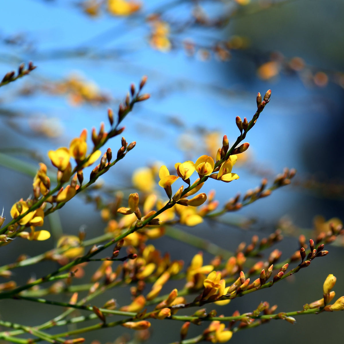 Native Broom Viminaria juncea Flower Seeds