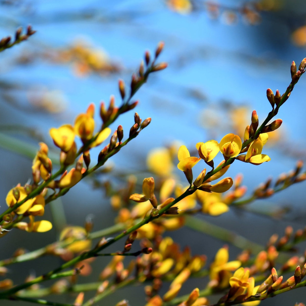 Native Broom Viminaria juncea Flower Seeds
