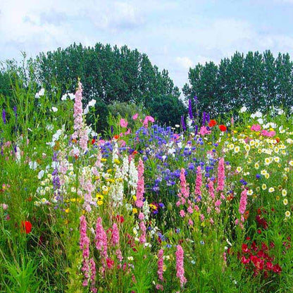 A close-up view of vibrant wildflowers, with a backdrop of trees and sky, in a lush green garden setting