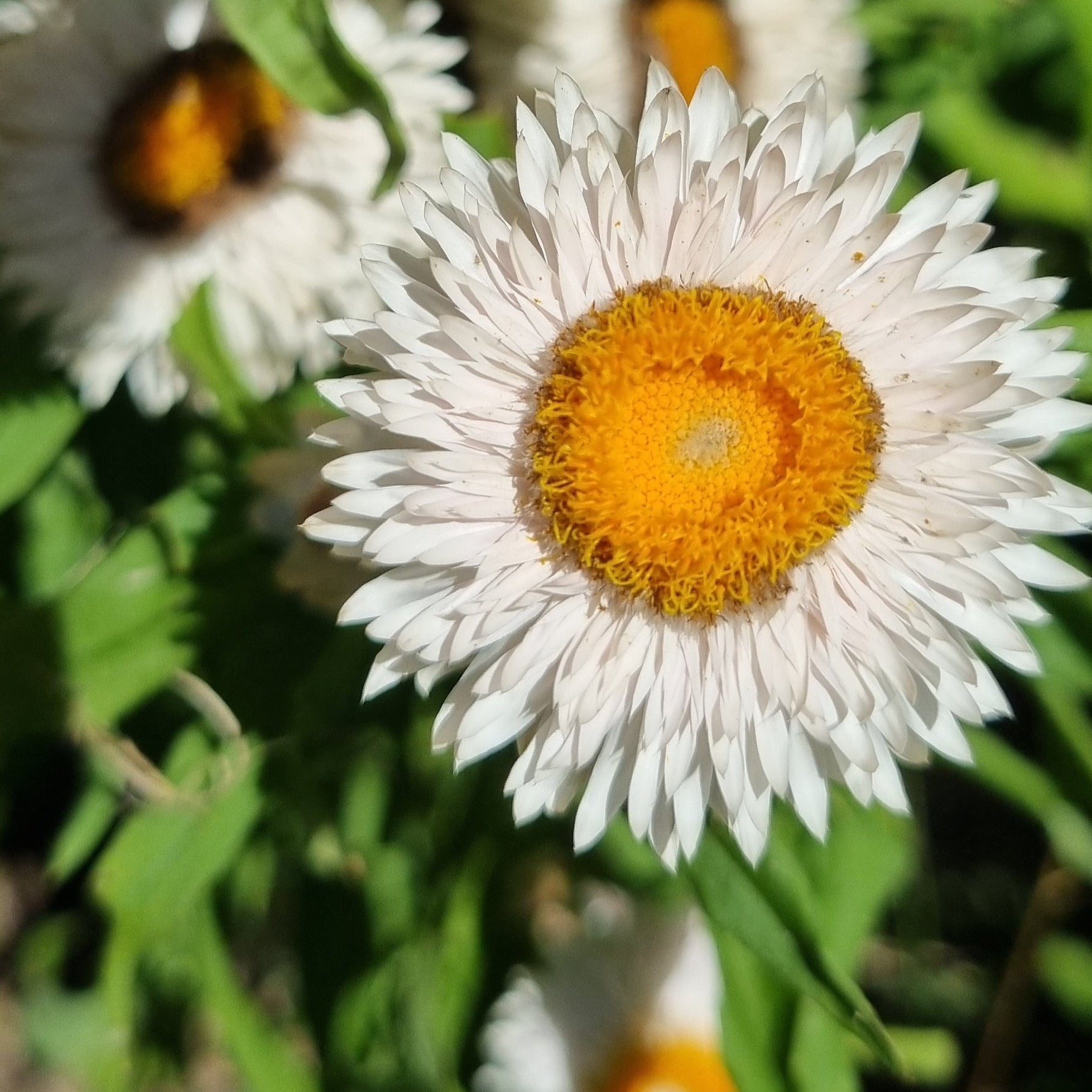 Close-up of a white flower with a yellow center surrounded by green leaves.