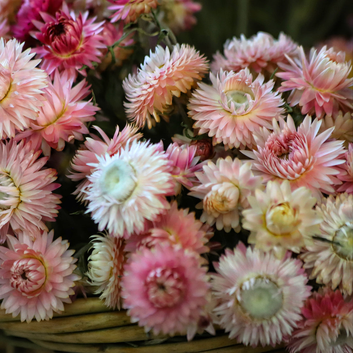 Silvery-Rose Strawflowers Wildflower Seeds