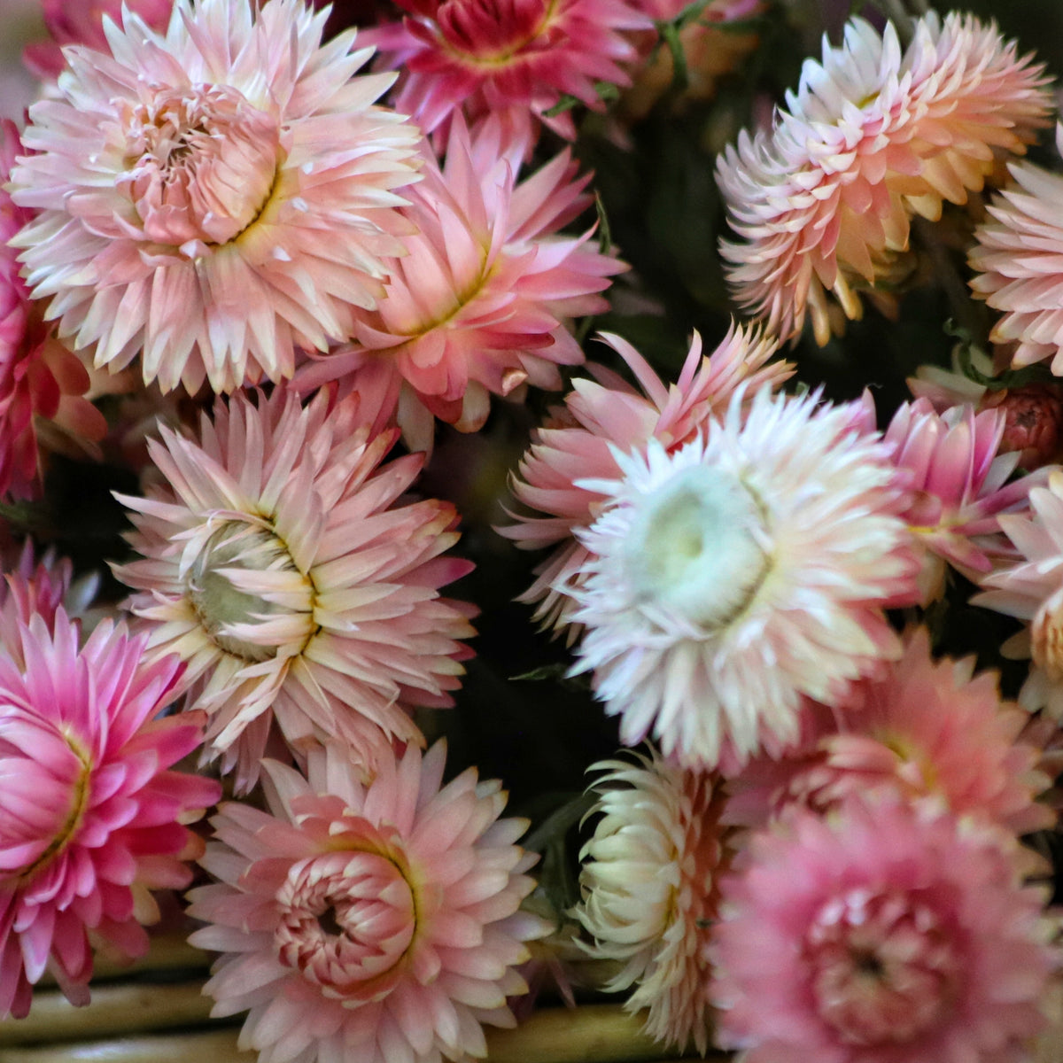 Silvery-Rose Strawflowers Wildflower Seeds