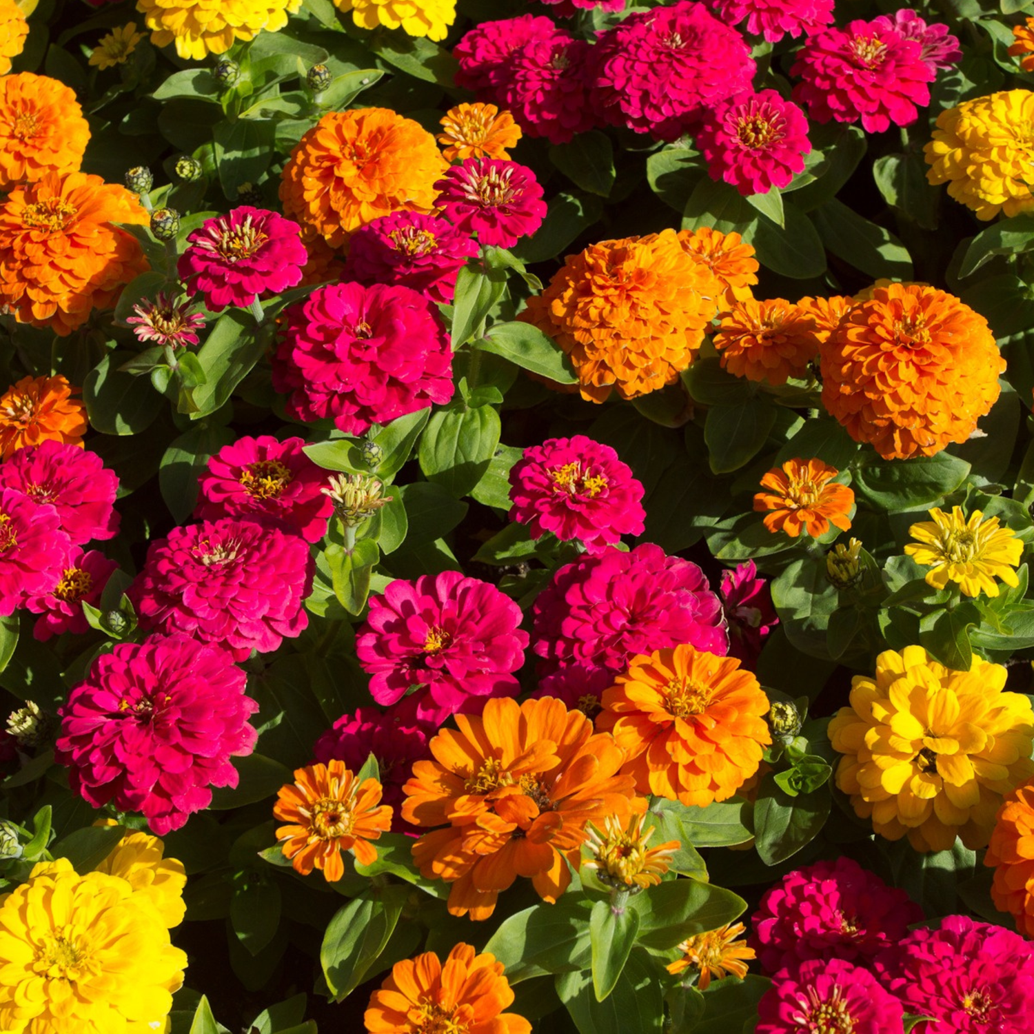 Colourful flowers, including pink, orange, and yellow blossoms.