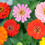 Colourful zinnia flowers with red, pink, orange, and yellow petals on a green leaf background.