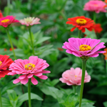 Pink and red flowers with yellow centers in a garden setting