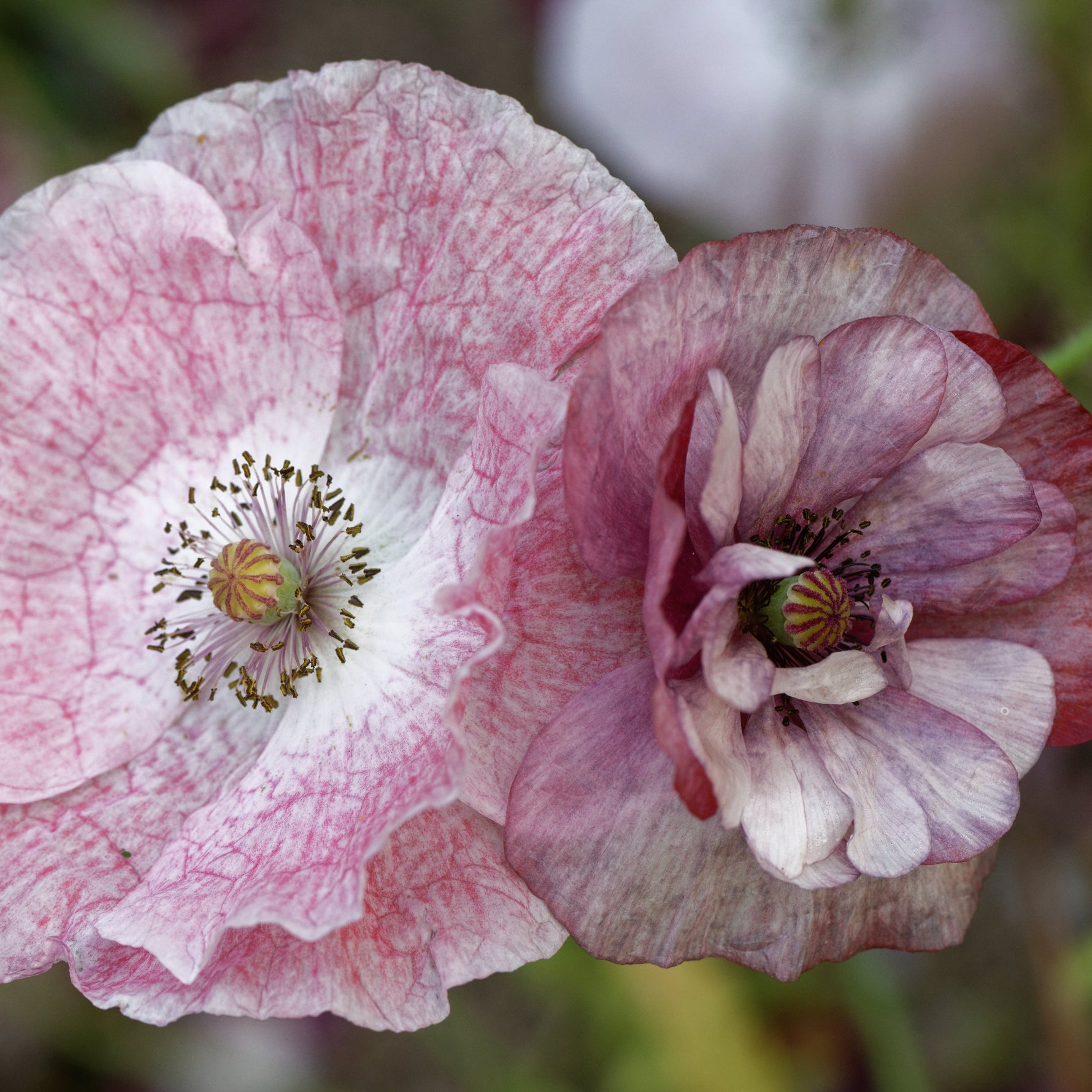 Close-up of two pink flowers with a blurred background