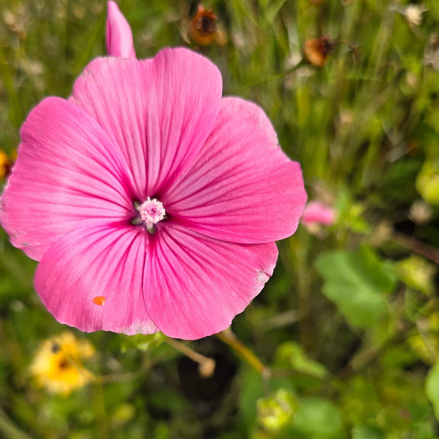 Close-up of a pink flower with green foliage in the background