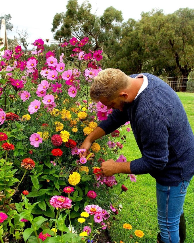 A man is harvesting some flowers from a colourful flower bed. 