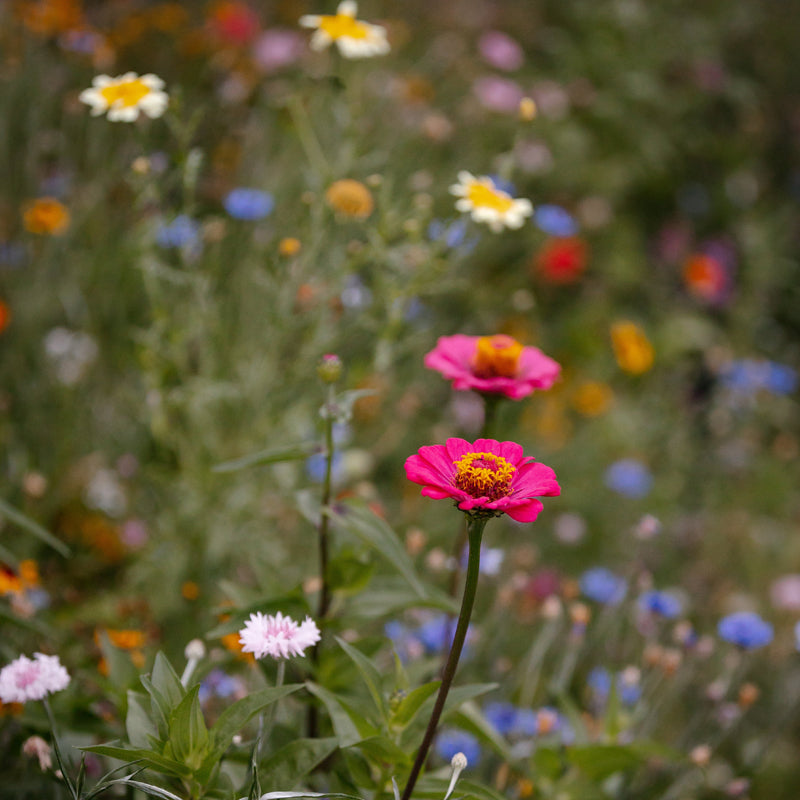 A garden with a variety of wildflowers including pink poppies and other colorful blooms, growing in a lush green field.