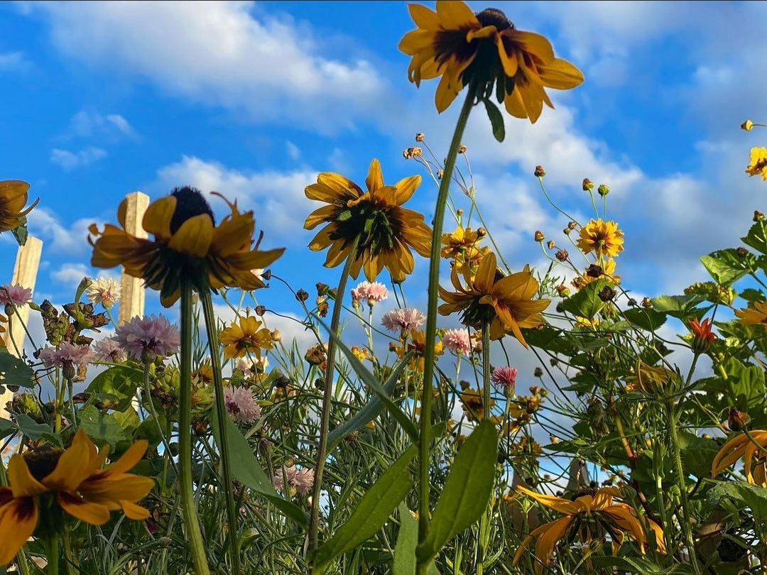 Close up of meadow flowers