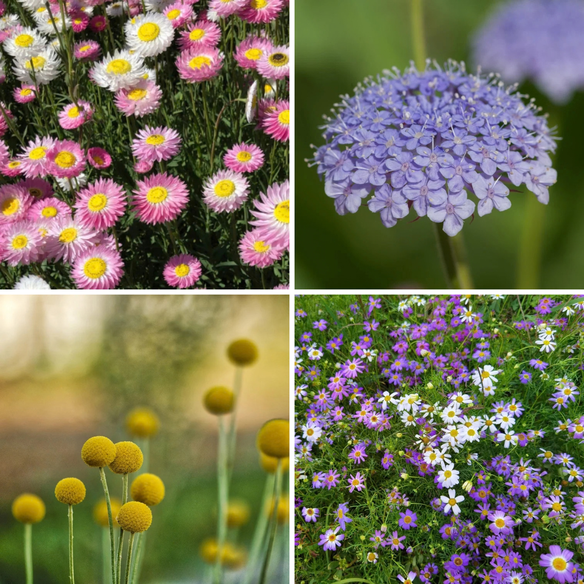 Collage of four Australian native wildflowers