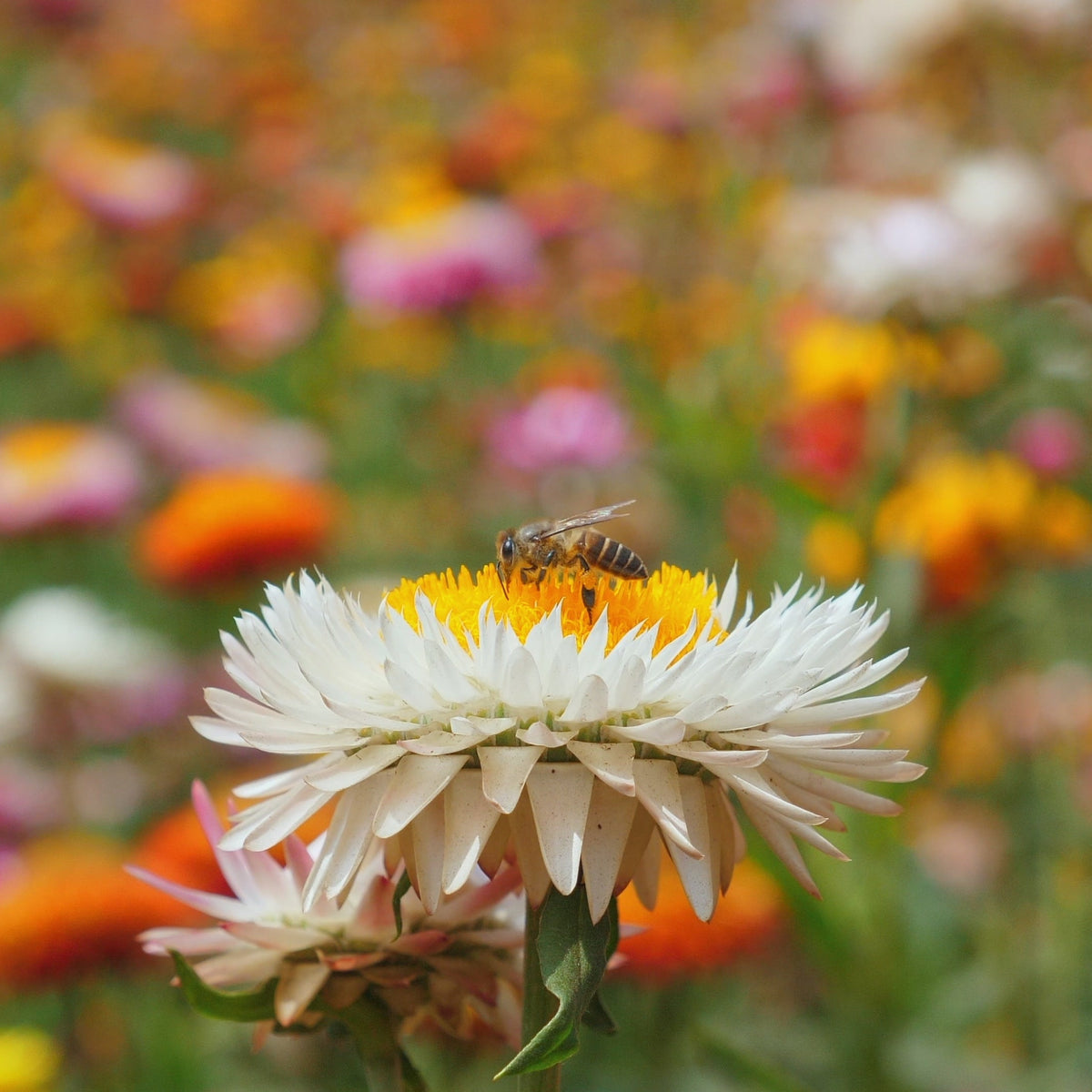 White flower with a bee on a blurred background of colorful flowers