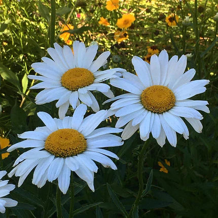 Three white daisies with yellow centers in a garden setting