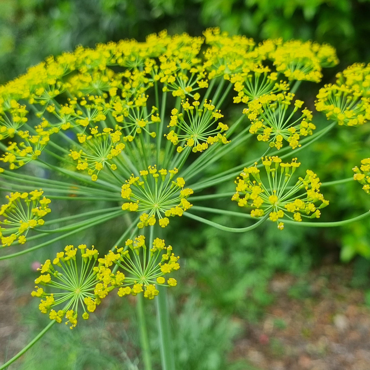 Organic Dill Herb Seeds