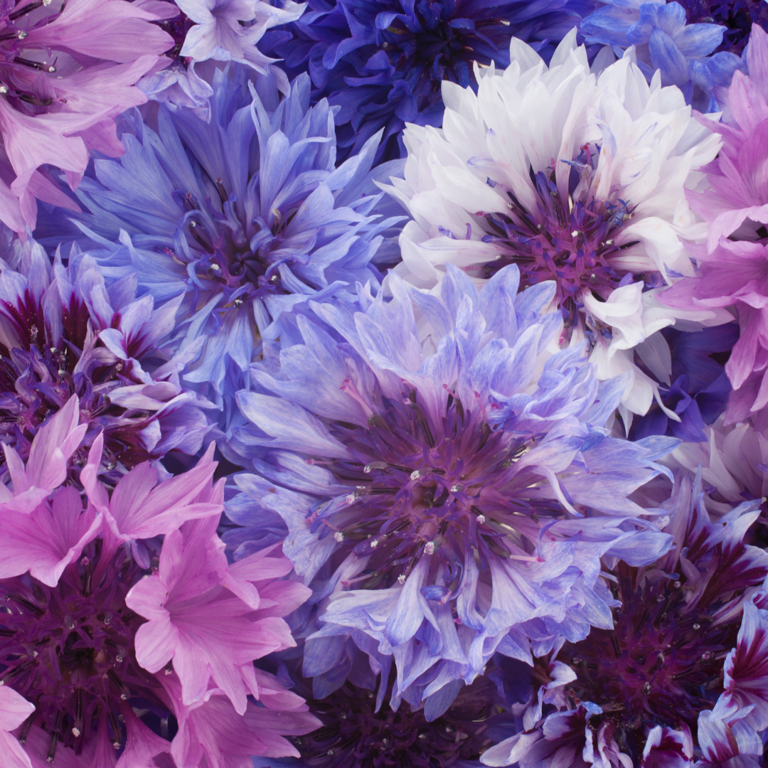 Cornflower Double Ball Mix Flower Seeds