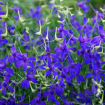 Close-up of vibrant blue-purple flowers with green leaves