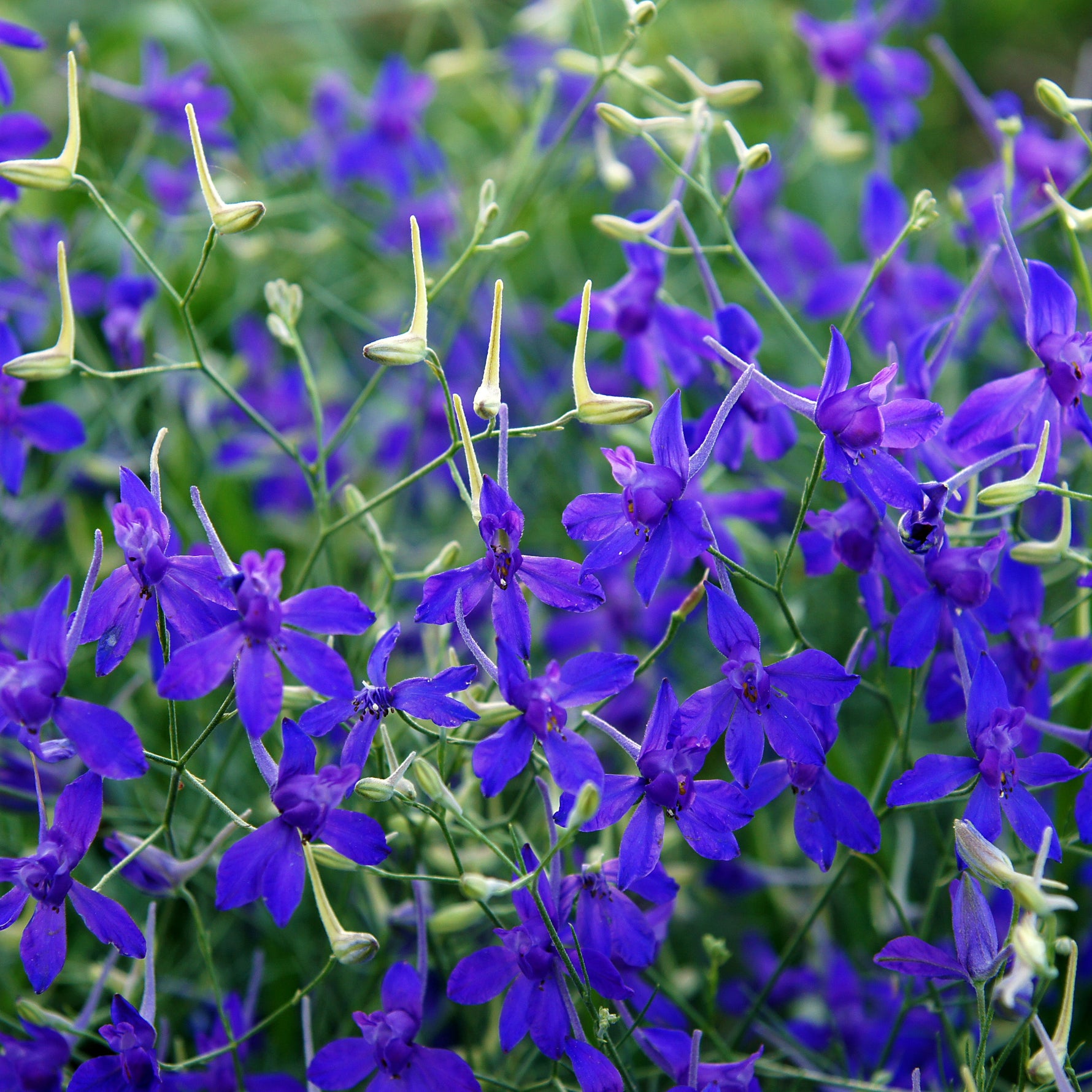 Close-up of vibrant blue-purple flowers with green leaves