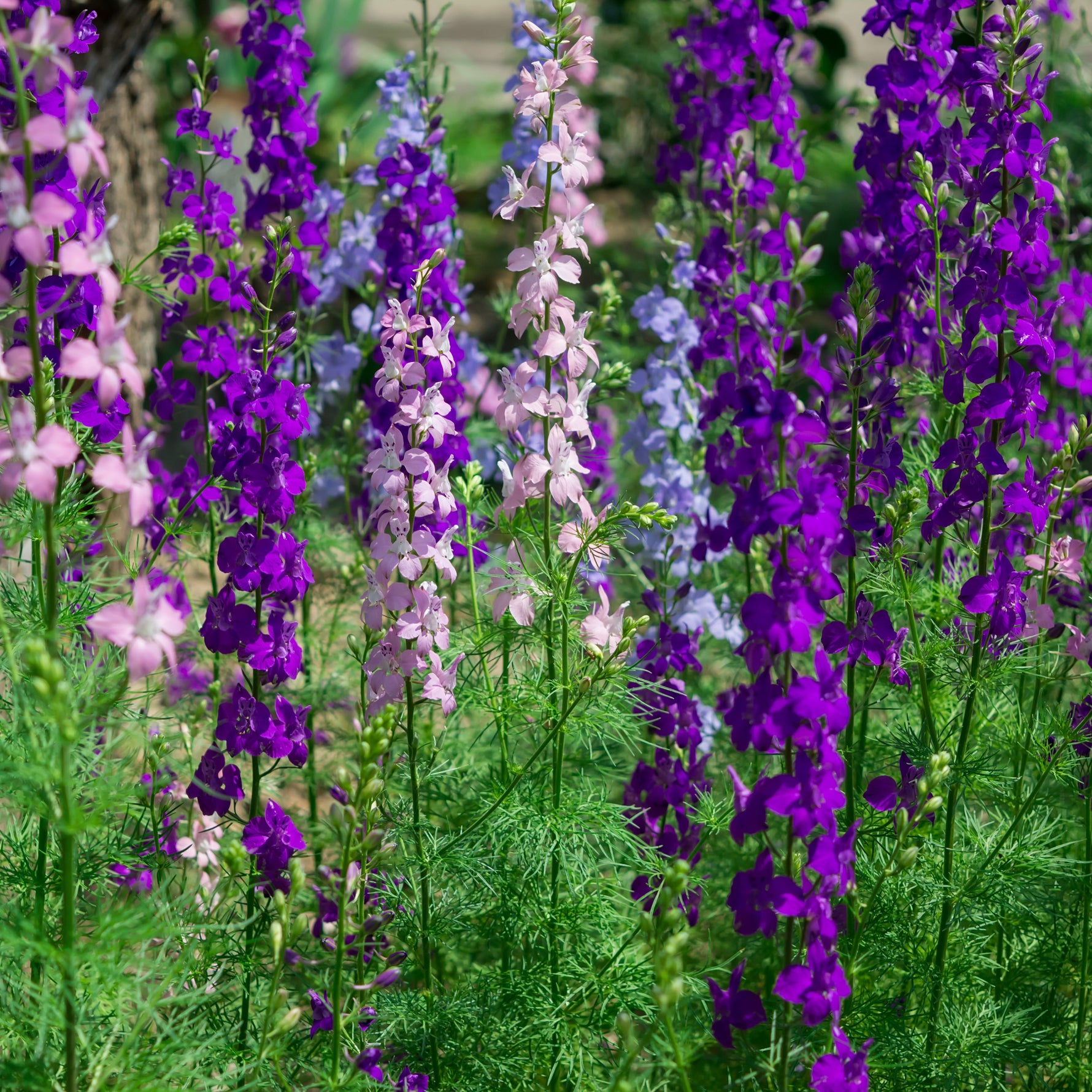 Colourful larkspur in purple, pink and light blue. 