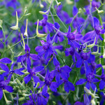 Close-up of vibrant blue-purple flowers with green leaves