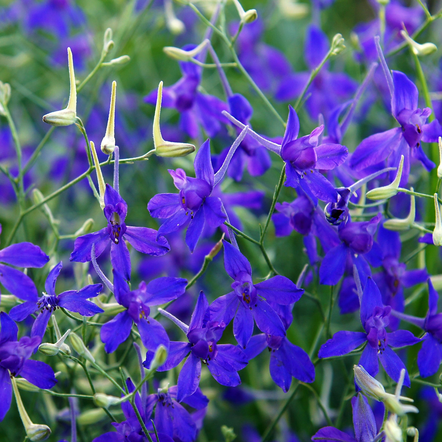 Close-up of vibrant blue-purple flowers with green leaves