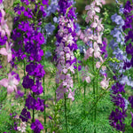 Colourful larkspur in pink, purple and blue in blurred background