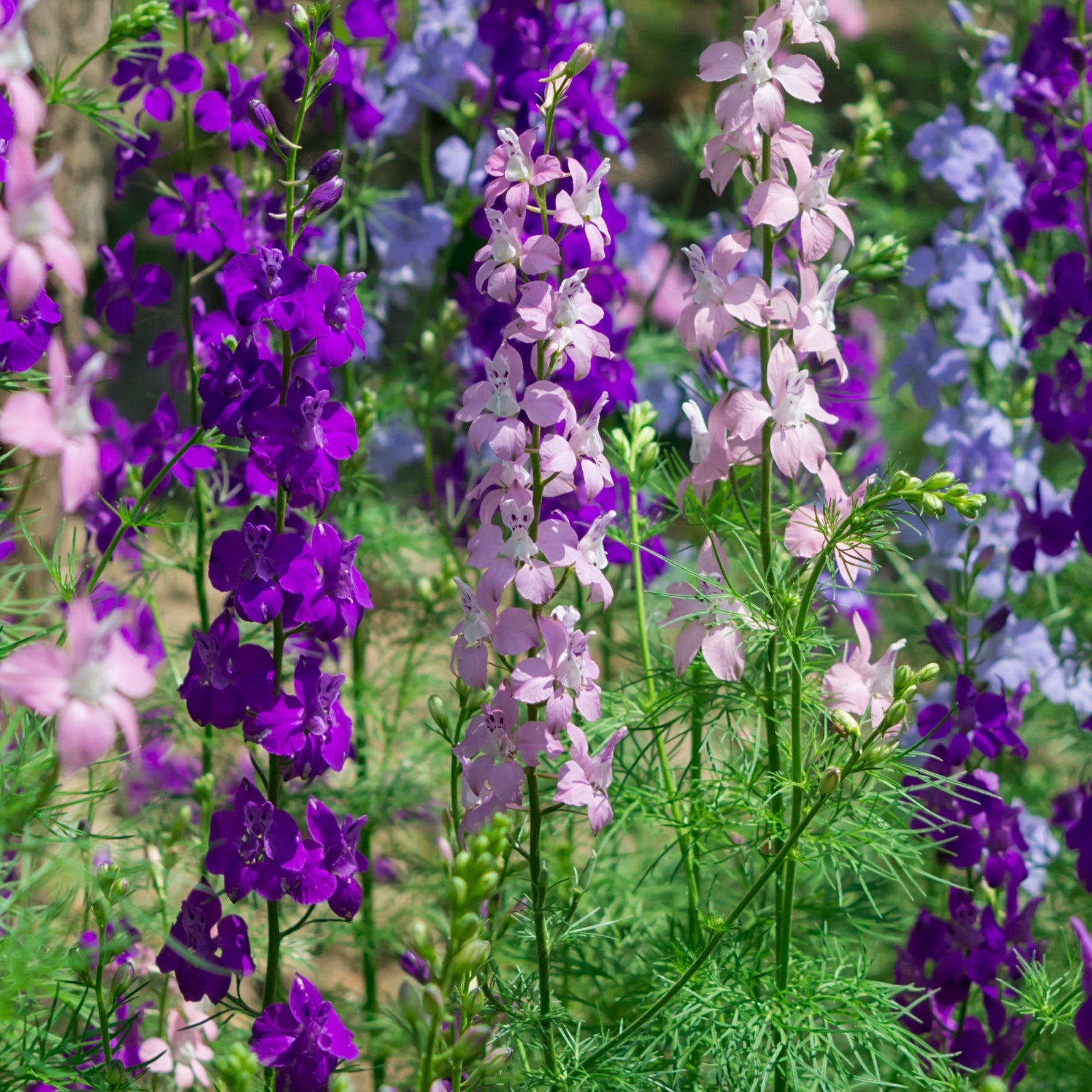 Colourful larkspur in pink, purple and blue in blurred background