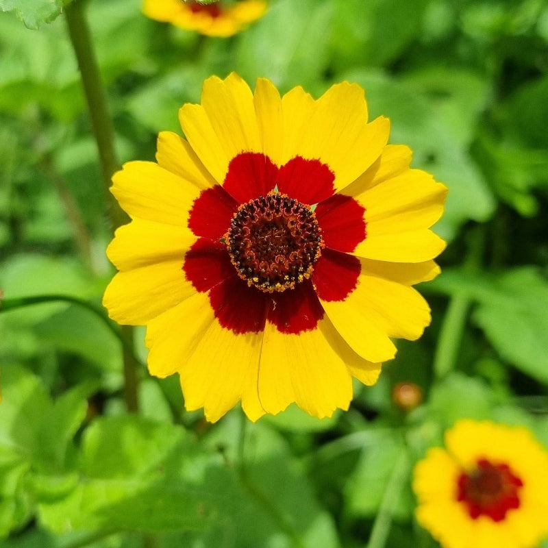 wildflower seeds for wetlands Flowers For Wetlands Seed Mix