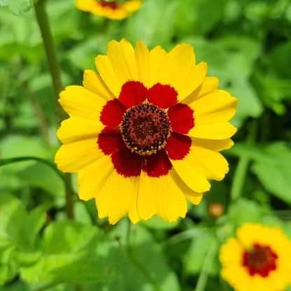 Bright yellow and red wildflower from the Flowers for Wetlands Seed Mix, ideal for transforming wetland areas. Available at Meadow Flowers Australia.