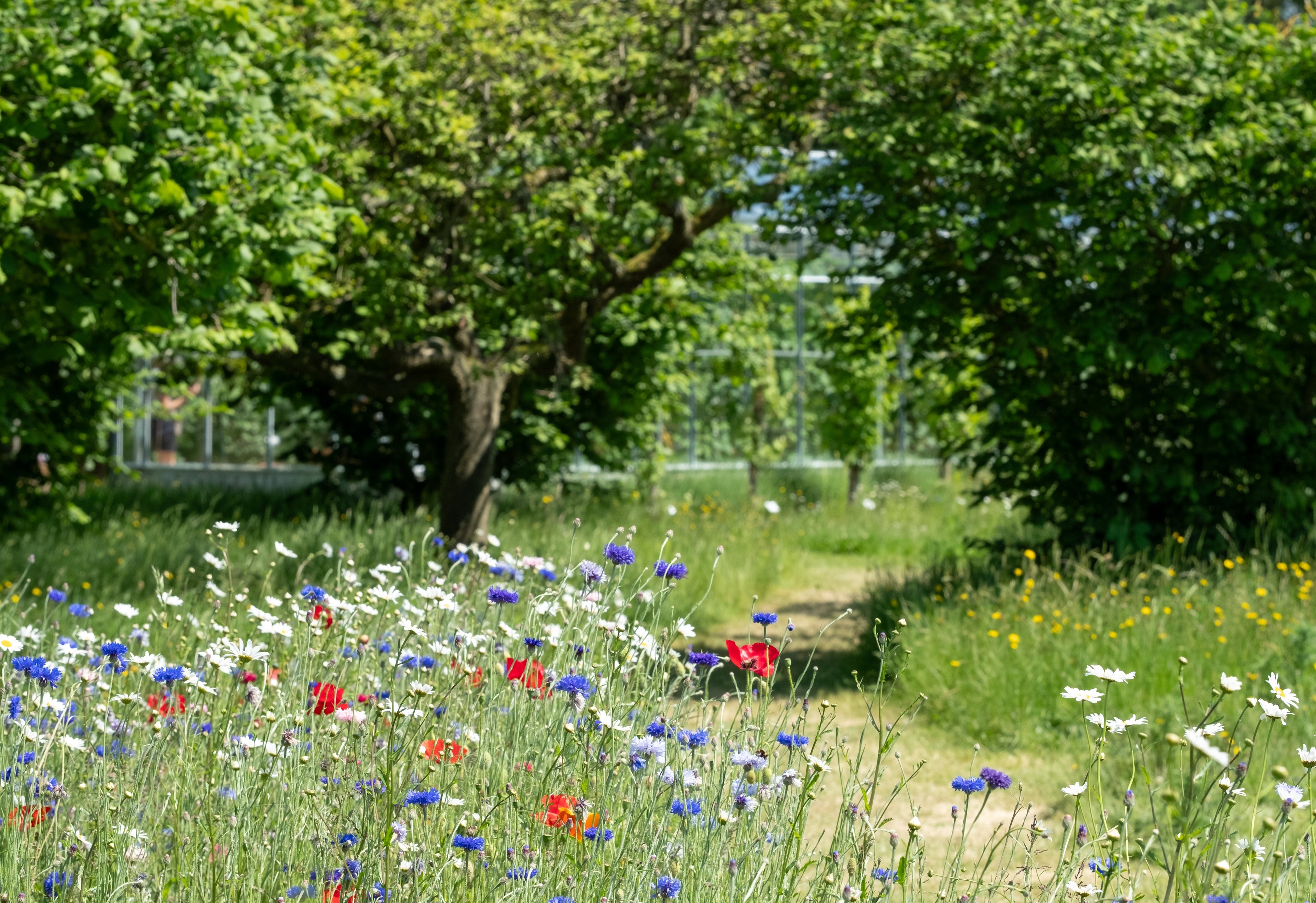 Wildflower meadow with trees in the background