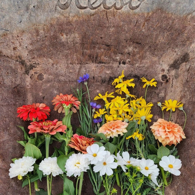Summer Cut Flowers Seed Mix