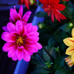 Close-up of pink and yellow flowers with green leaves.
