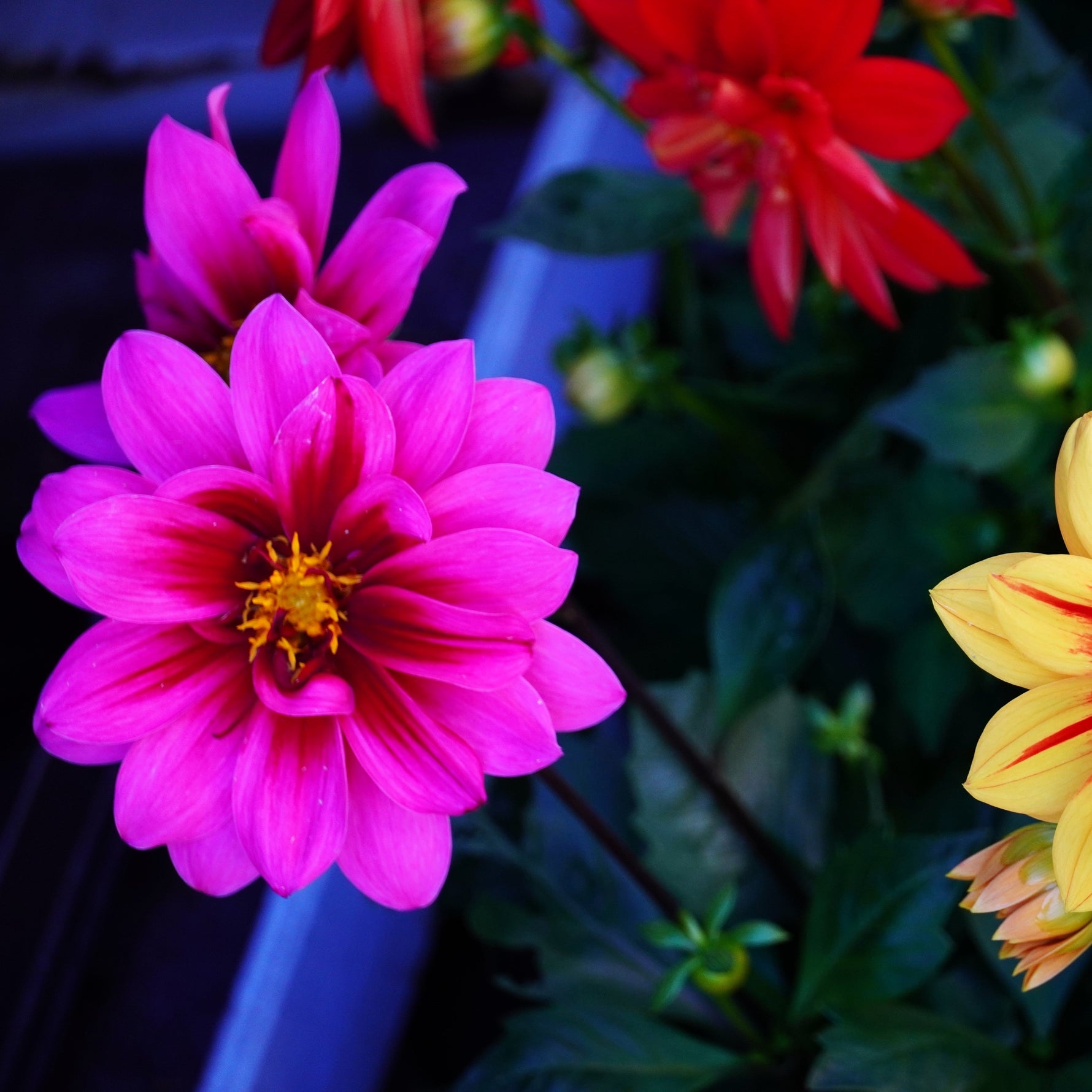 Close-up of pink and yellow flowers with green leaves.