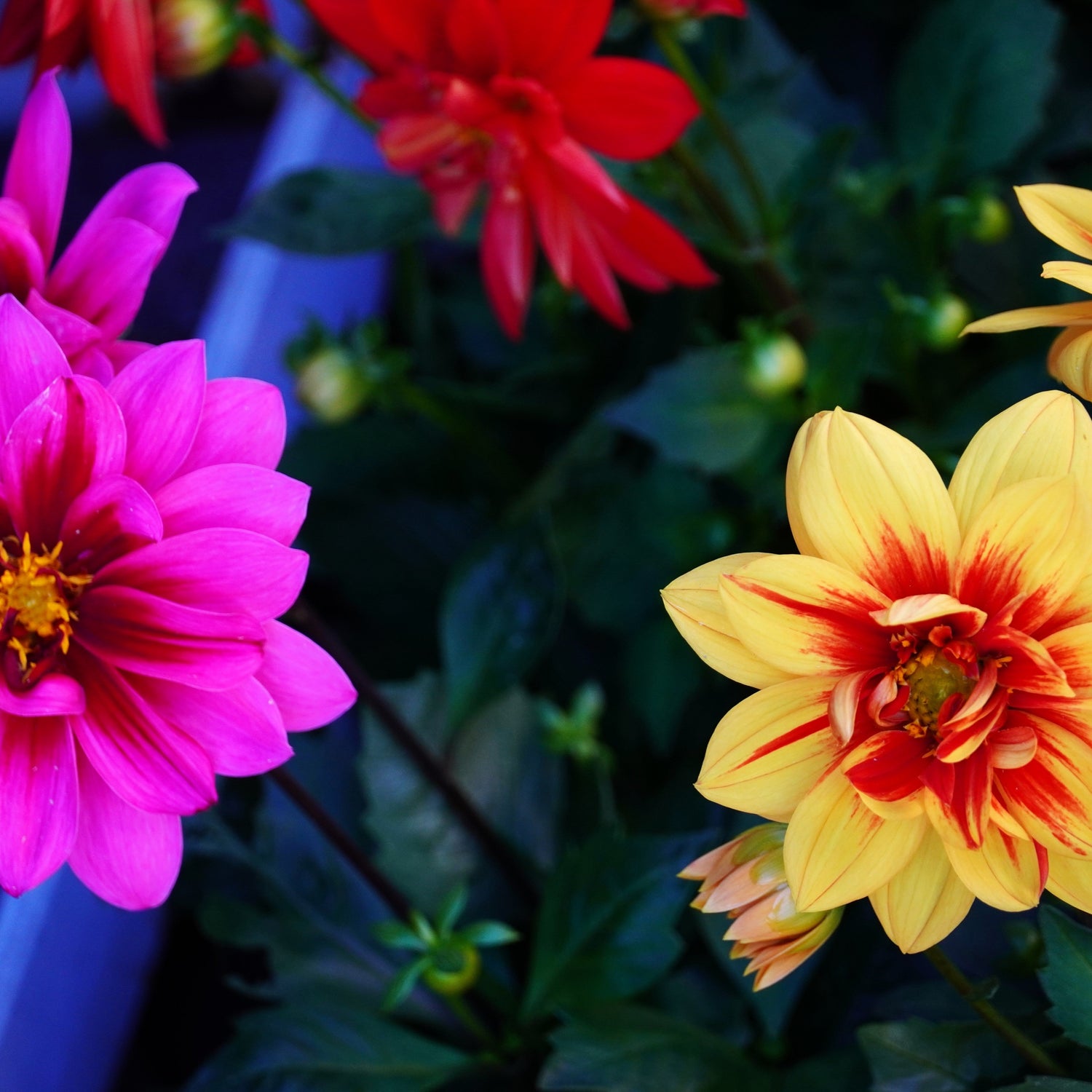 Close-up of pink and yellow flowers with green leaves.