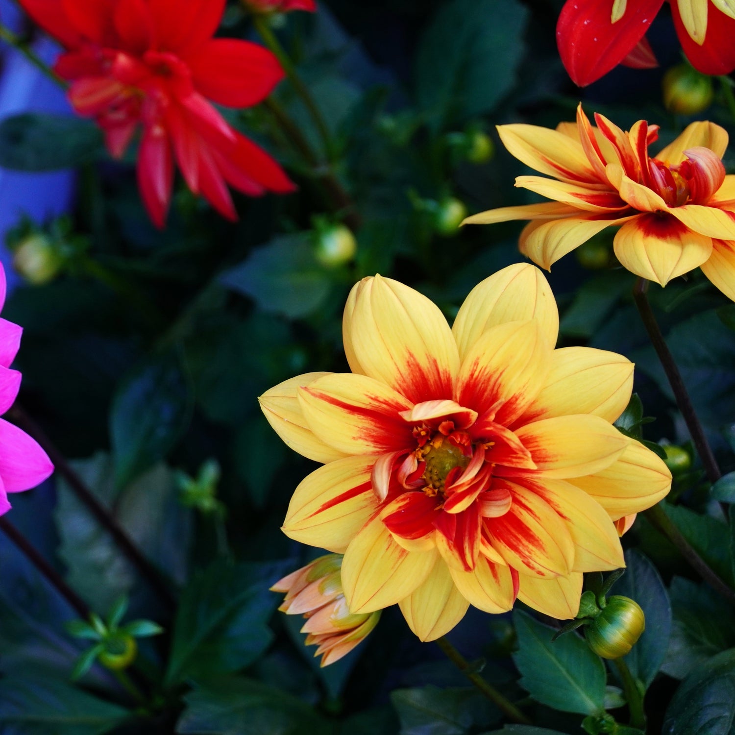 Close-up of pink and yellow flowers with green leaves.