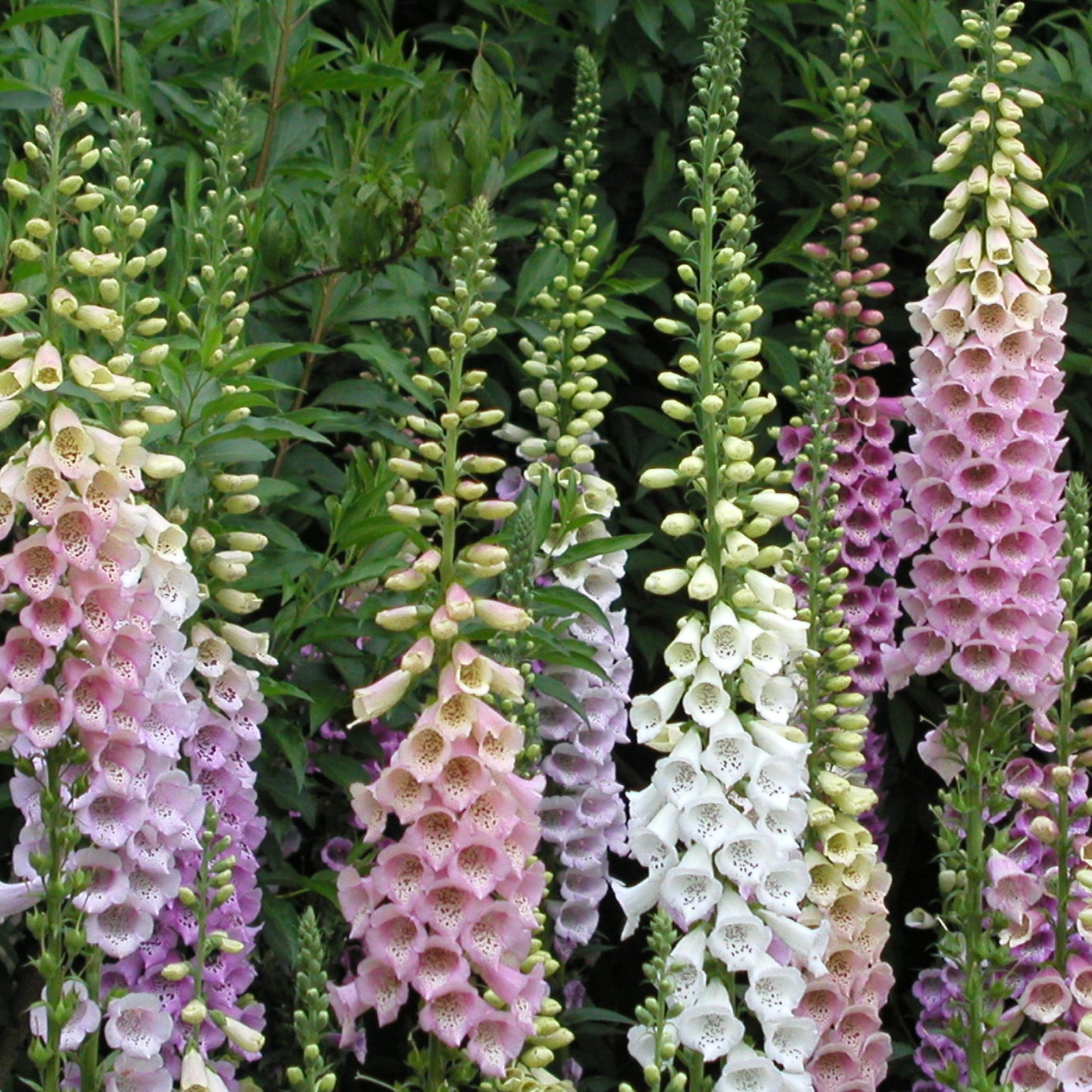 Colourful foxglove flowers in a garden setting with green foliage.