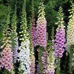 Colourful foxglove flowers in a garden setting with green foliage.