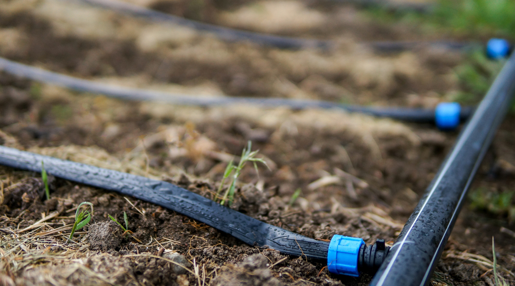 Drip irrigation system in a garden bed with visible water lines and blue connectors.