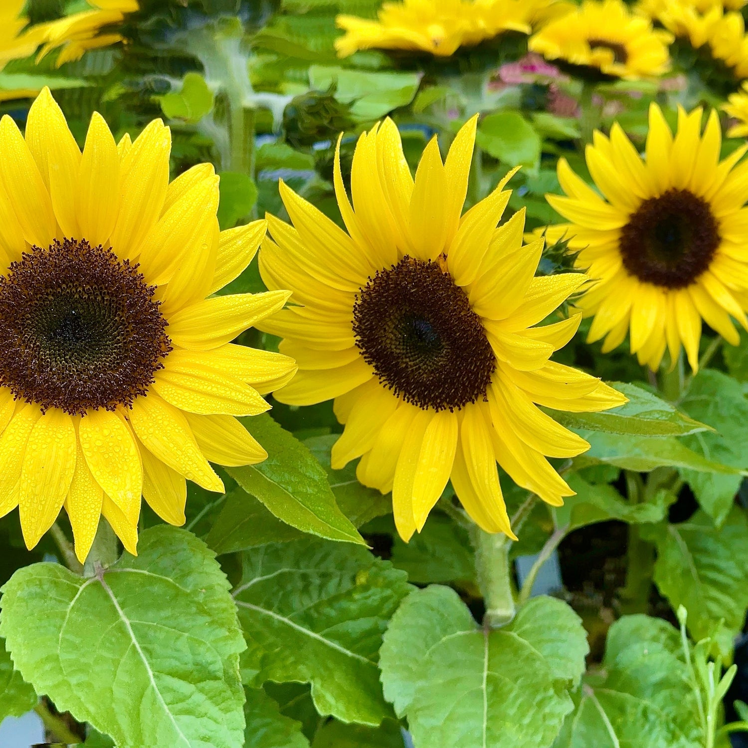 Three bright yellow sunflowers with green leaves in the background