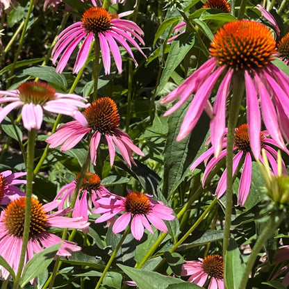 Nature's Monet Meadows Seeds (WA) showcasing vibrant pink coneflowers with orange centers, ideal for creating lush natural flower meadows in Australia.