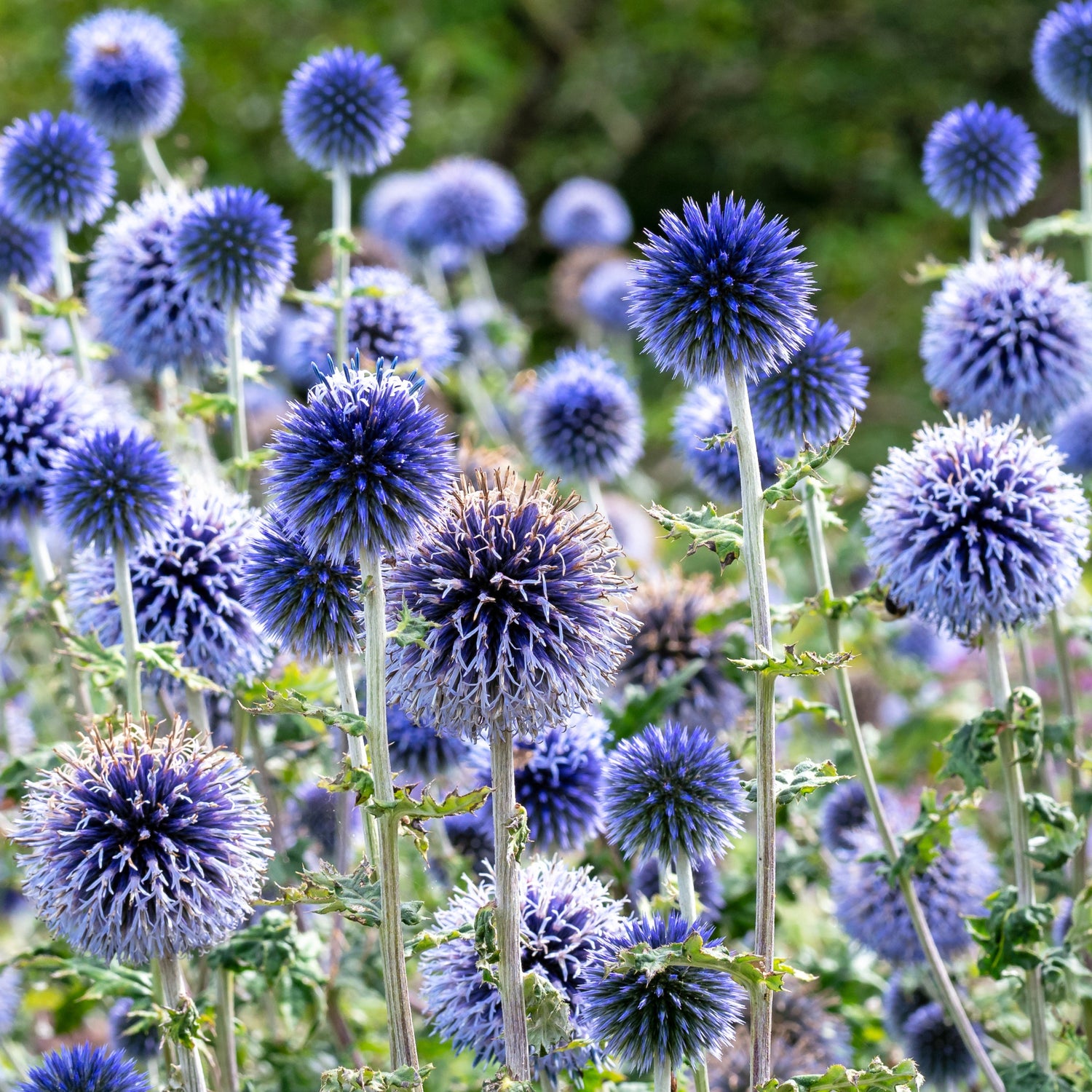Echinops flower in a field
