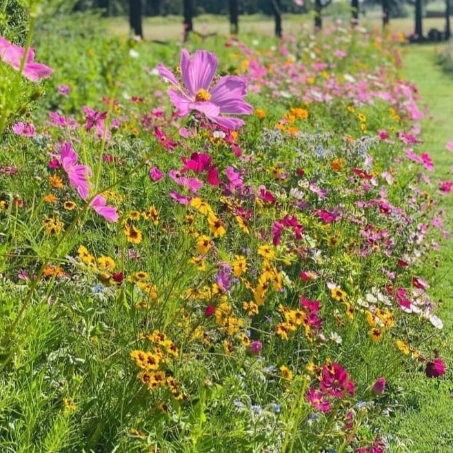 A meadow filled with an array of wildflowers, each with its own unique colours and shapes. 