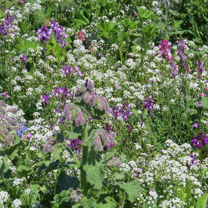 Small purple and white wild flowers in full bloom 
